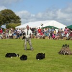Working Sheep Dogs at St Ewe Country Fair