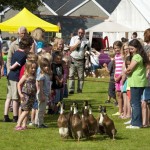 Working Sheep Dogs at St Ewe Country Fair